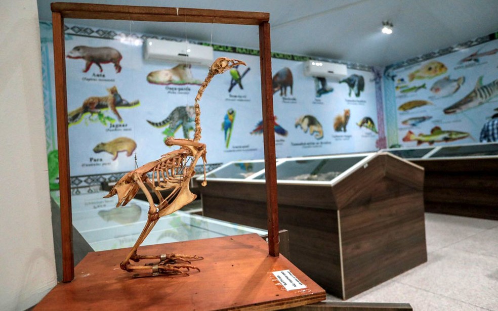 Museu com Acervo Biológico em Porto Velho é reaberto ao público — Foto: Prefeitura de Porto Velho