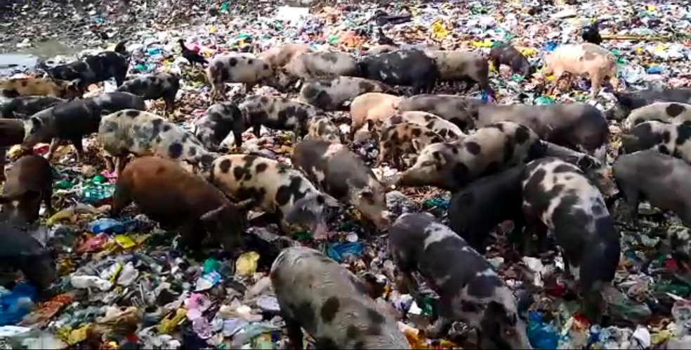 Porcos são vistos em lixão no município de João Câmara — Foto: Reprodução