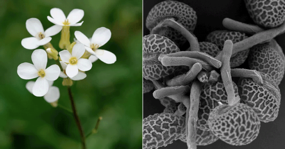 Arabidopsis thaliana e micrografia eletrônica de varredura de tubos (ou sacos) de pólen de lírio.