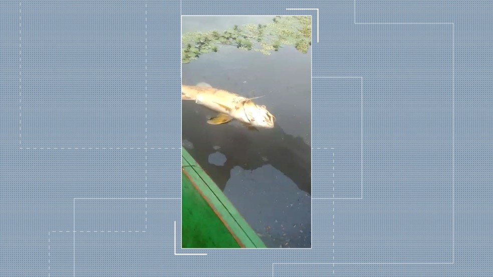 Pescadores flagram peixes boiando em a�ude no distrito de Boqueir�o, Cajazeiras. � Foto: TV Cabo Branco/Reprodu��o