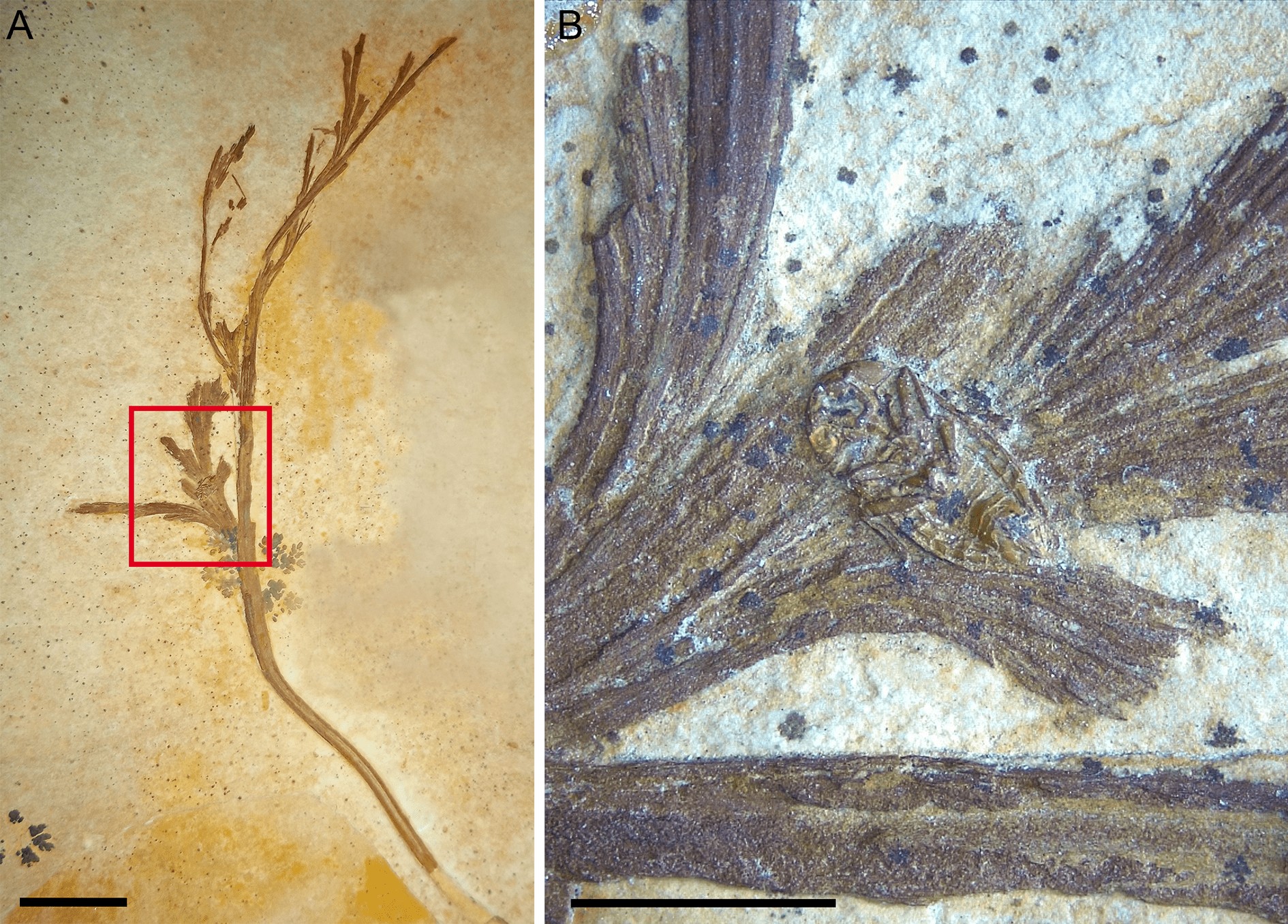 Fóssil associado a folha de samambaia revela nova espécie de percevejo na Bacia do Araripe (Foto: Estudo)