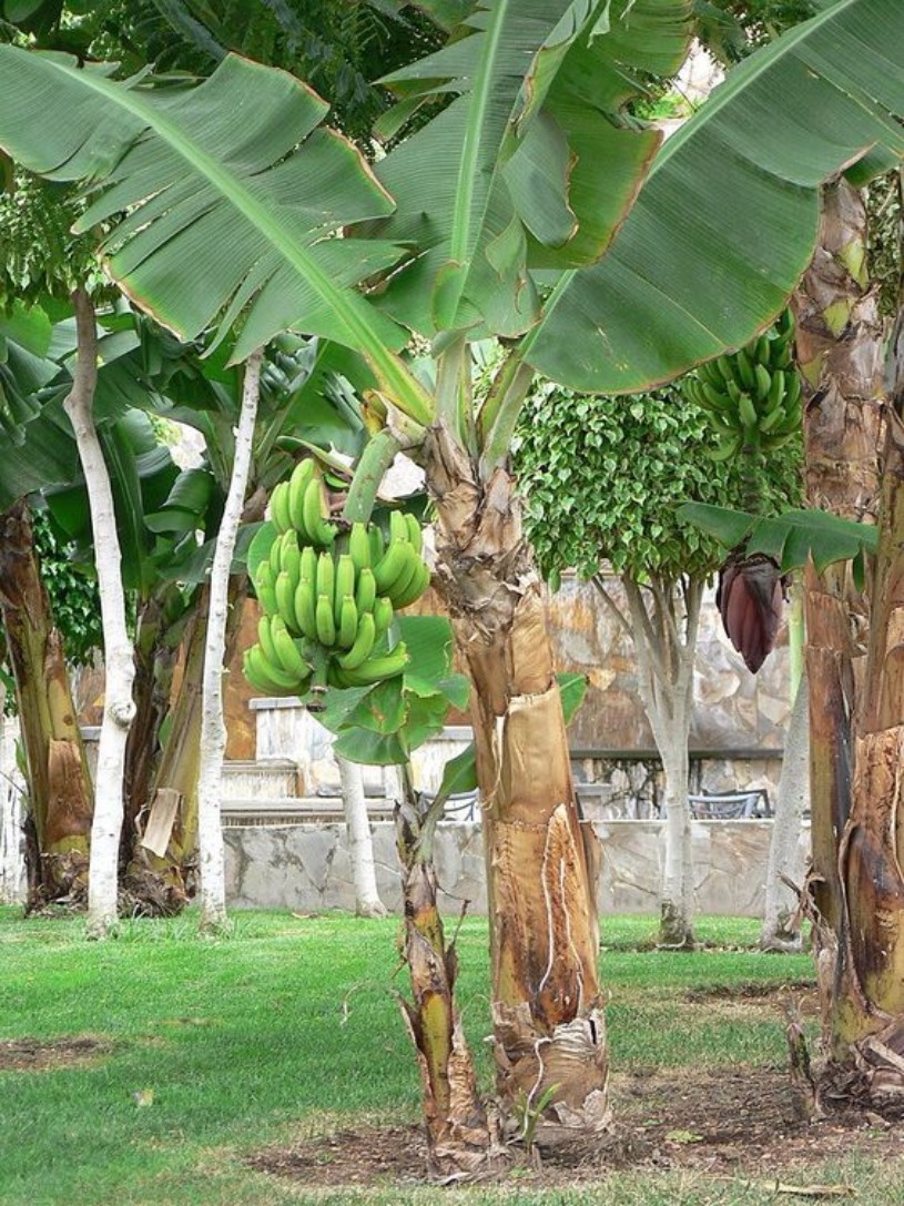banana-bananeira-arvore (Foto: Pixnio/Creative Commons)
