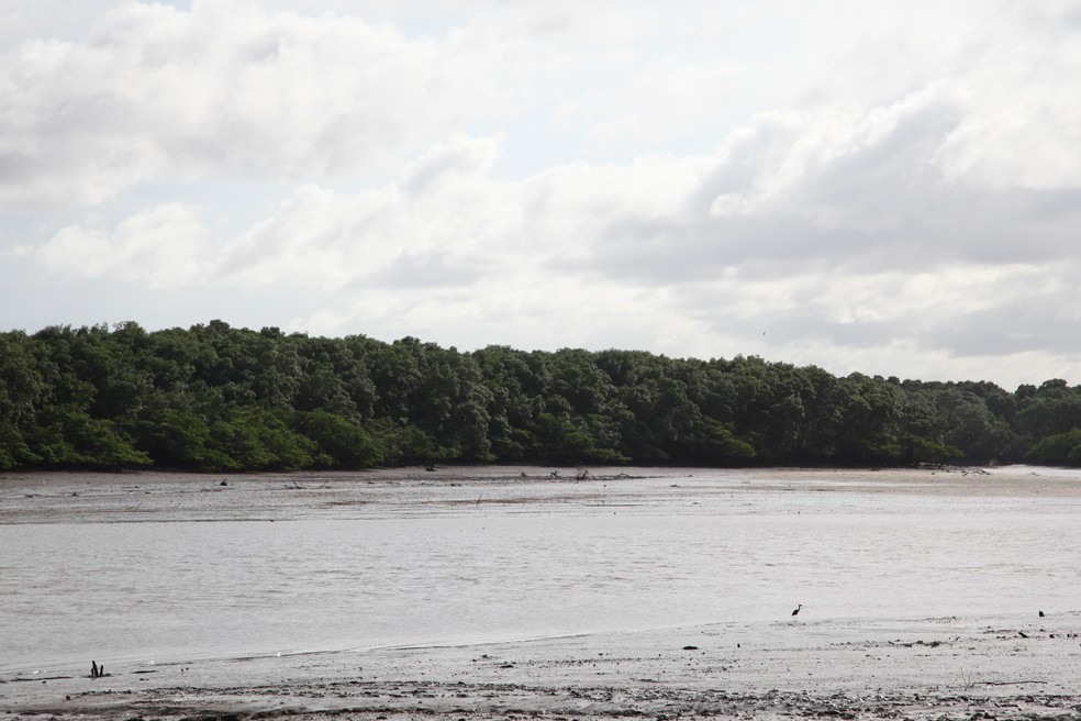 Vista para o rio Paciência e o mangue no Porto da Salina, em Paço do Lumiar — Foto: Rafael Cardoso/G1 Maranhão