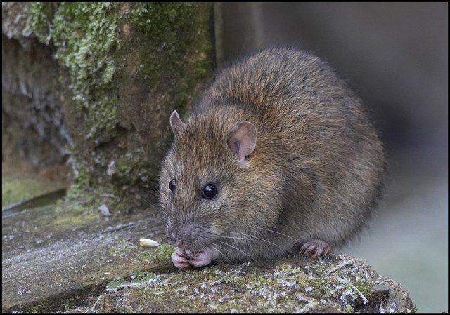 A mente dos ratos funciona de forma similar à dos humanos (Foto: GeographBot/ Wikimedia Commons/ CreativeCommons)