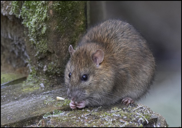 Tipos de ratos: você conhece todos?