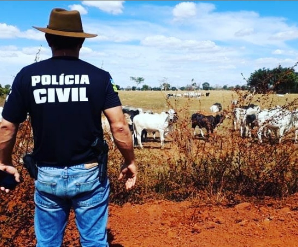 Operação em Monte Negro investiga furto de gado — Foto: Polícia Civil/Divulgação