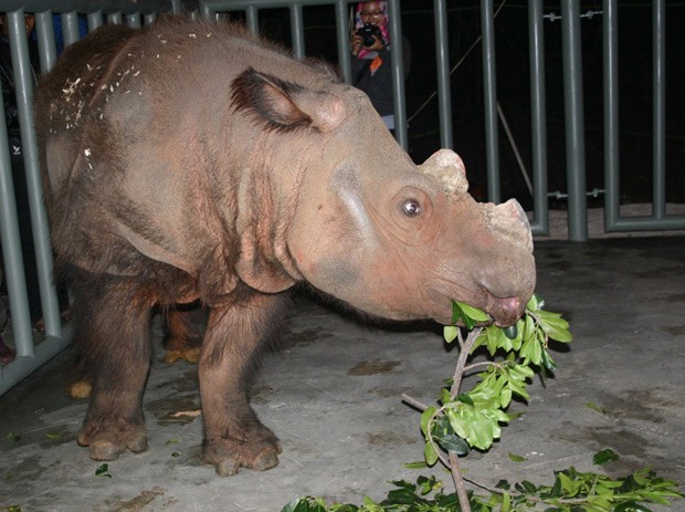 Ameaçado de extinção, filhote do rinoceronte de Sumatra nasce na Indonésia