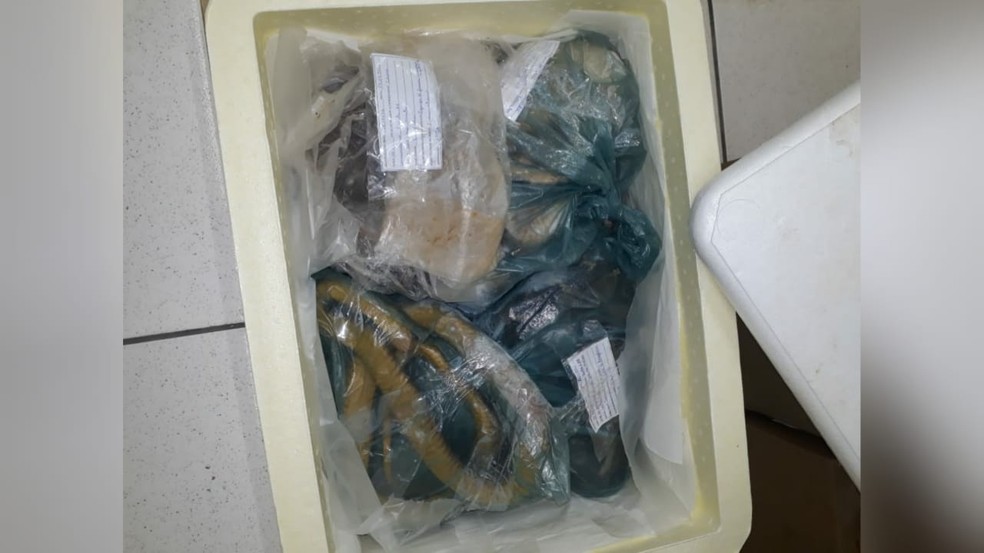 Serpentes estavam em caixas térmicas de isopor e foram entregues em hospital — Foto: Redes sociais
