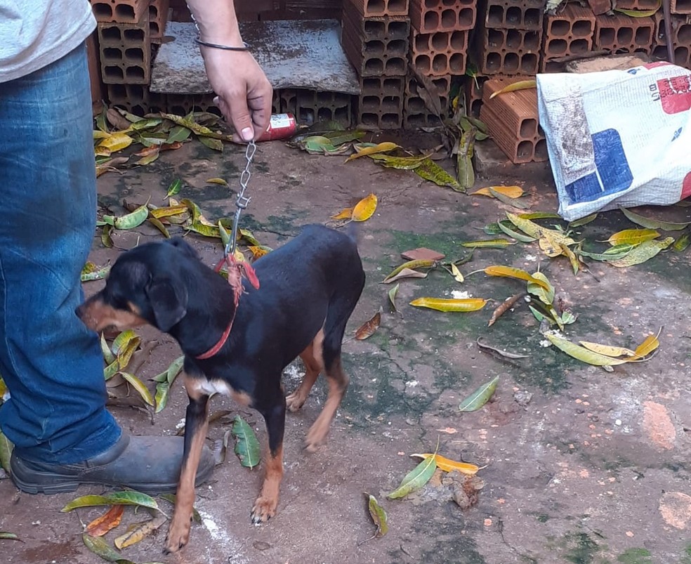 Casal é multado em R$ 6 mil por maus-tratos a dois cães em Teodoro Sampaio (SP) — Foto: Polícia Ambiental