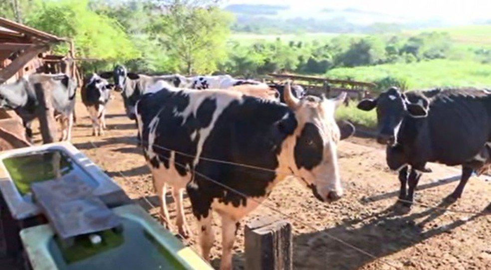 Produtor tratava os animais quando foi atacado por um touro em Londrina — Foto: Reprodução/RPC