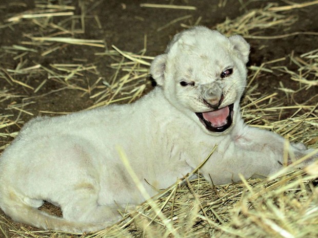 Filhote de leão branco nascido no Ellen Trout Zoo, em Lufkin, no Texas (Foto: Divulgação/Ellen Trout Zoo)