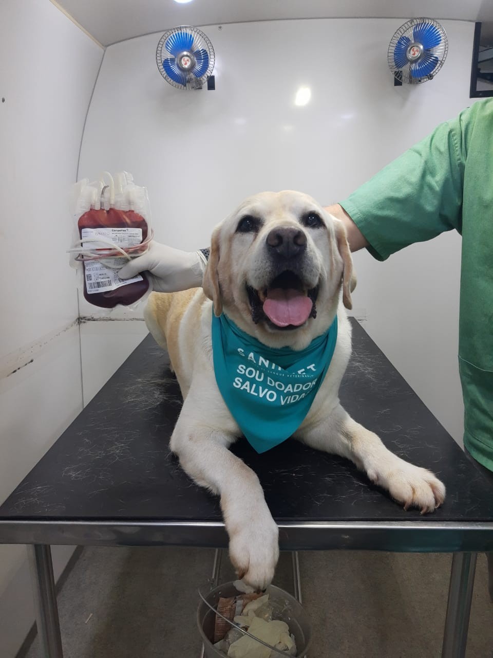 Uma bolsa de sangue pode ajudar até três outros cães (Foto: Divulgação/SANIMVET)