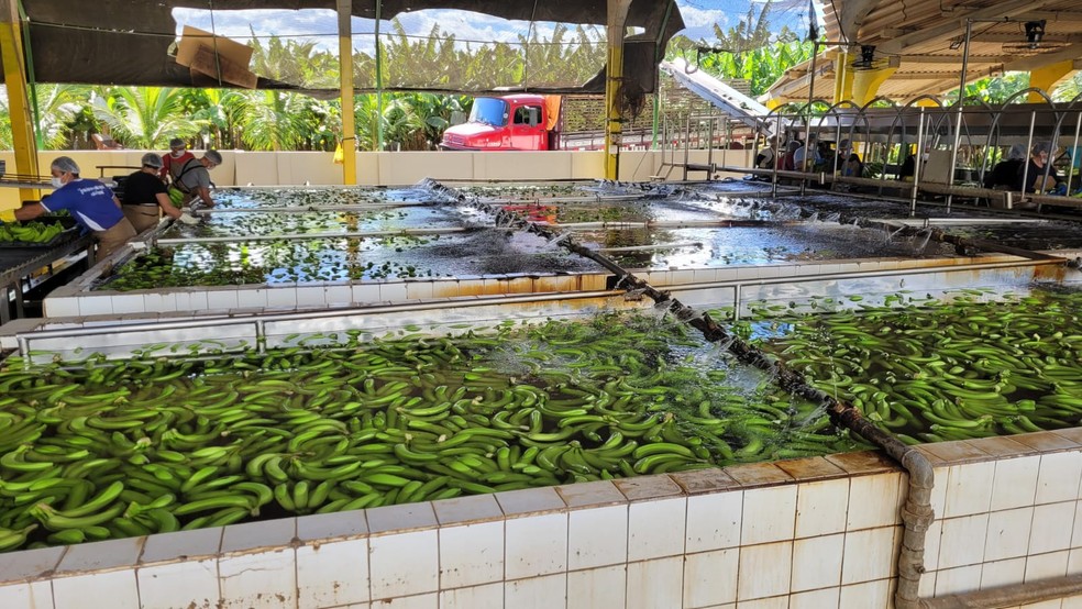 Bananas produzidas no Vale do Açu, no RN, serão exportadas para o Egito. — Foto: Idiarn/Divulgação