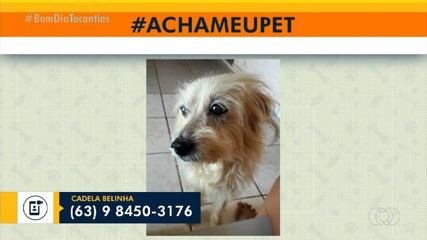 Tutora pede ajuda para achar cachorrinha de 10 anos em Palmas