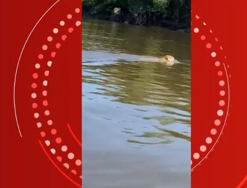 Onça-pintada é flagrada se 'refrescando' em rio Guaporé, em Rondônia; veja vídeo — Foto: reprodução