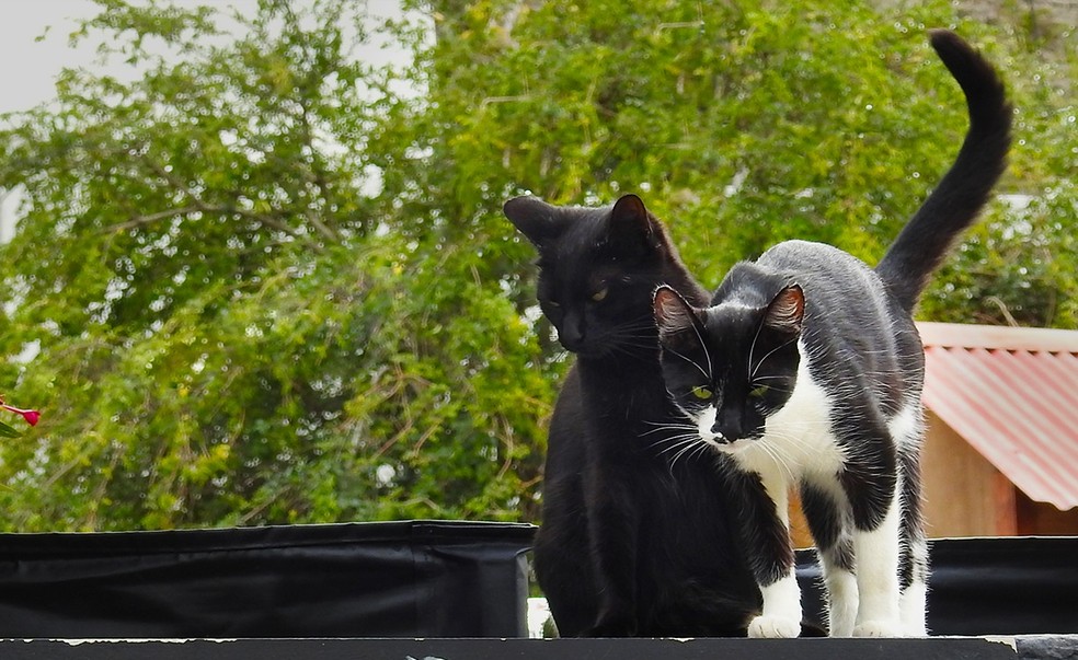 Gatos são transmissores da doença — Foto: Cícero Oliveira