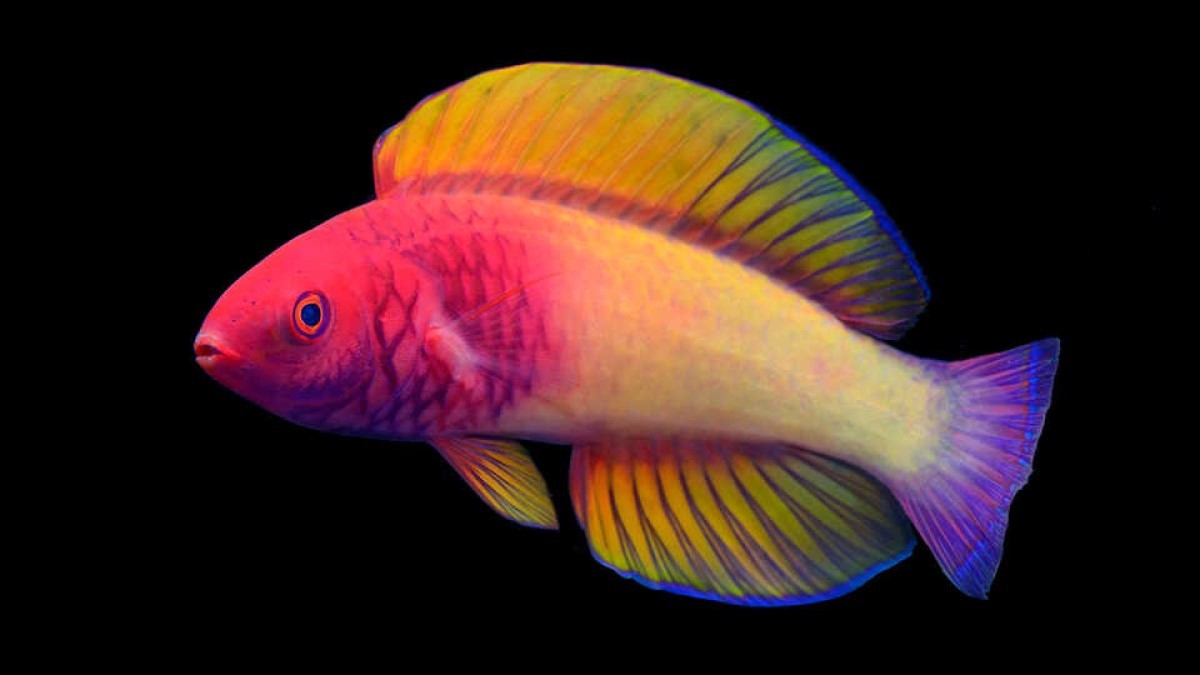 Na foto, o peixe bodião-de-fada-de-rosa, de nome científico Cirrilabrus Finifenmaa, que foi reconhecido como uma nova espécie (Foto: Site California Academy of Sciences/ Divulgação )