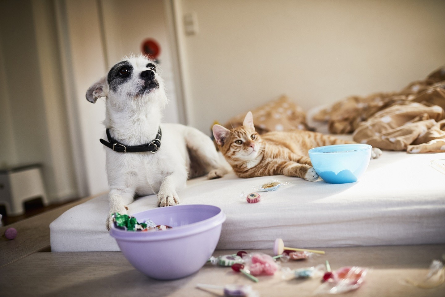 5 dicas para criar um cantinho para pets em apartamento (Foto: Getty Images)