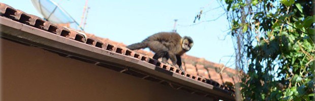 Macaco furta mexericas Poços de Caldas (Foto: VC no G1)