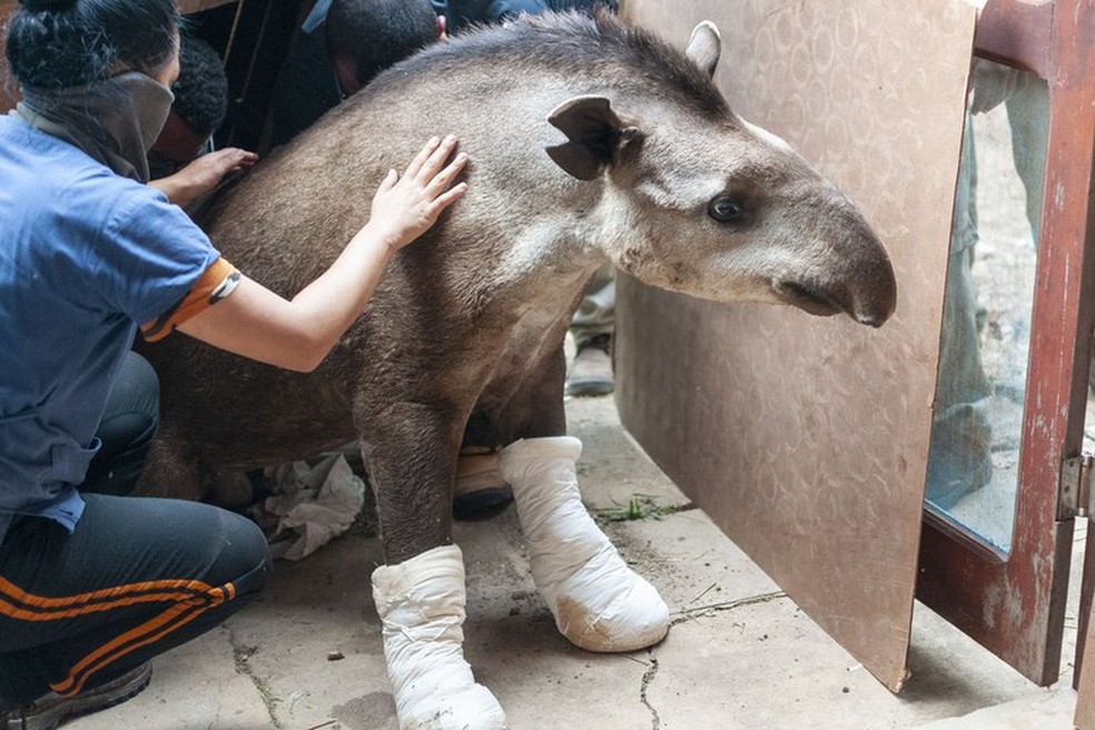 Anta resgatada após ter patas queimadas — Foto: Ibama/Divulgação