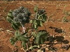 Agricultores da Bahia lamentam as perdas no cultivo da mamona