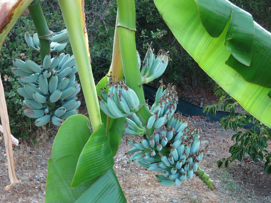 Antes de ficar madura, a casca da fruta adquire uma coloração azul-prateada por causa do revestimento natural de cera (Foto: Mike Wang/International Banana Society)