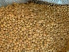 Mercado da soja preocupa quem ainda tem o grão armazenado no RS
