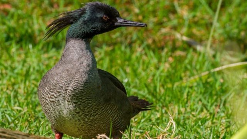 O pato-mergulhão só se reproduz em ambientes equilibrados e sem poluição — Foto: Kléber Toledo/via BBC