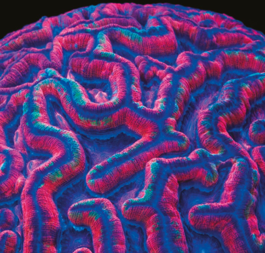 1. Australophyllia wilsoni. Espécie de coral-cérebro descrita recentemente que prefere habitar regiões de águas frias. É encontrada entre algas nos recifes  subtropicais da  Austrália Ocidental  (Foto: Coral Morphologic)