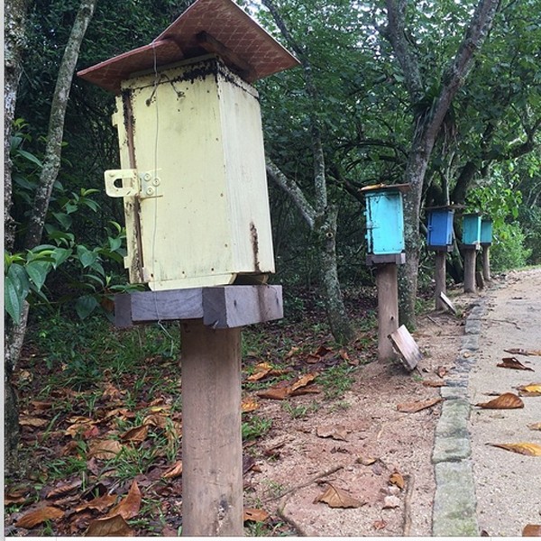 Bonner tira foto de caixas de abelha (Foto: Reprodução/Instagram)