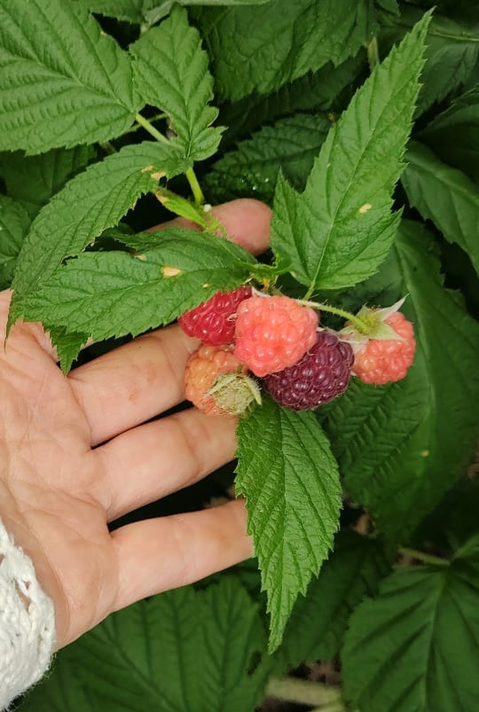 Produto da Associação para O Desenvolvimento da Agroecologia (AOPA) — Foto: Arquivo pessoal/Daniele Comarella/AOPA