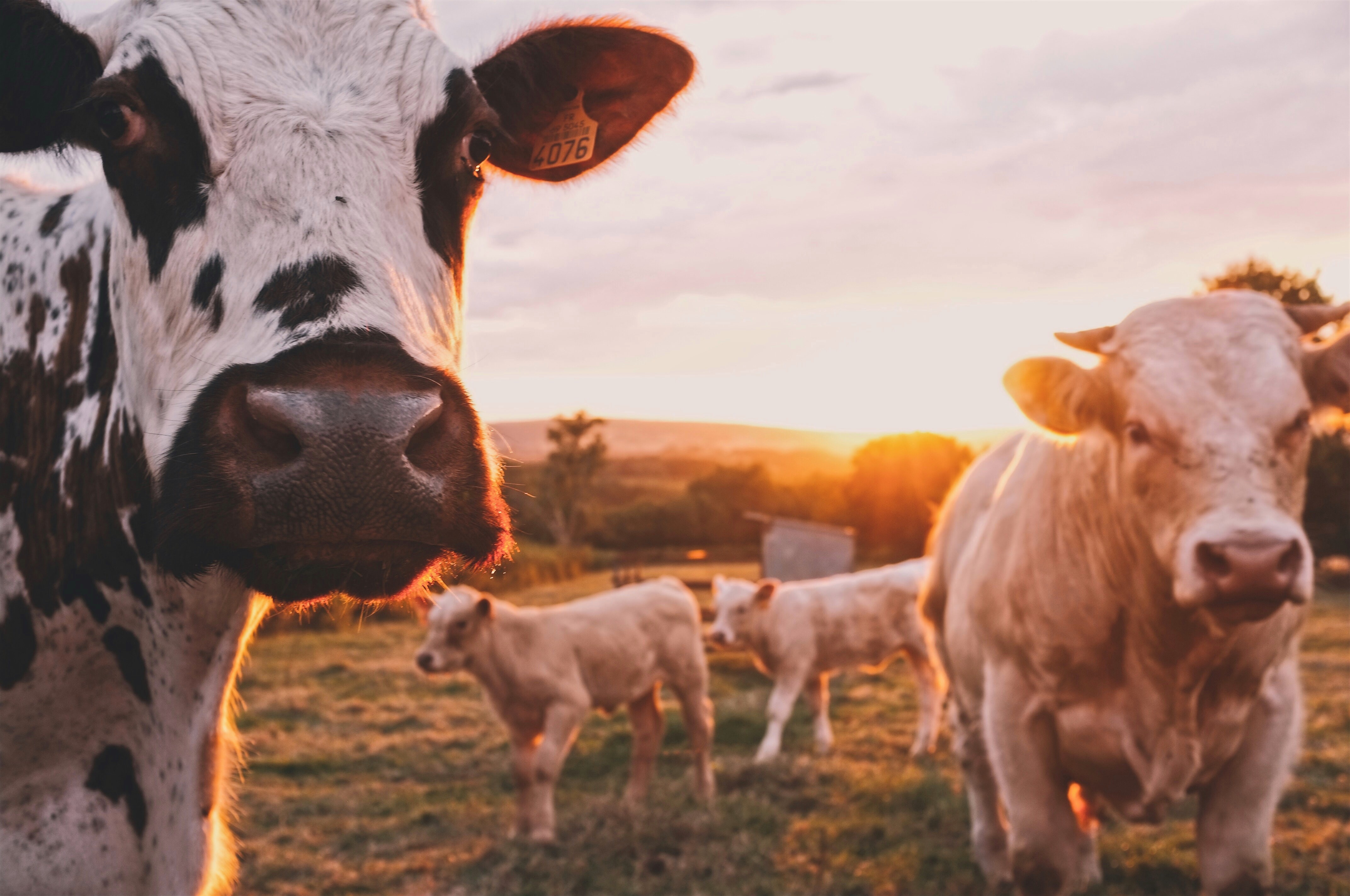 Anticorpos de vaca nos EUA são potencial tratamento para Covid-19 (Foto: Unsplash)