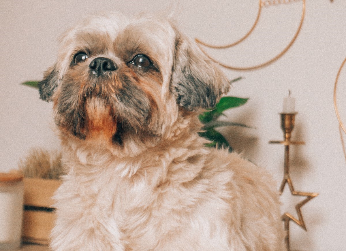 O shih-tzu é um cachorro que vive bem em apartamentos e costuma ter uma personalidade carinhosa (Foto: Pexels/ Alina Vilchenko/ CreativeCommons)