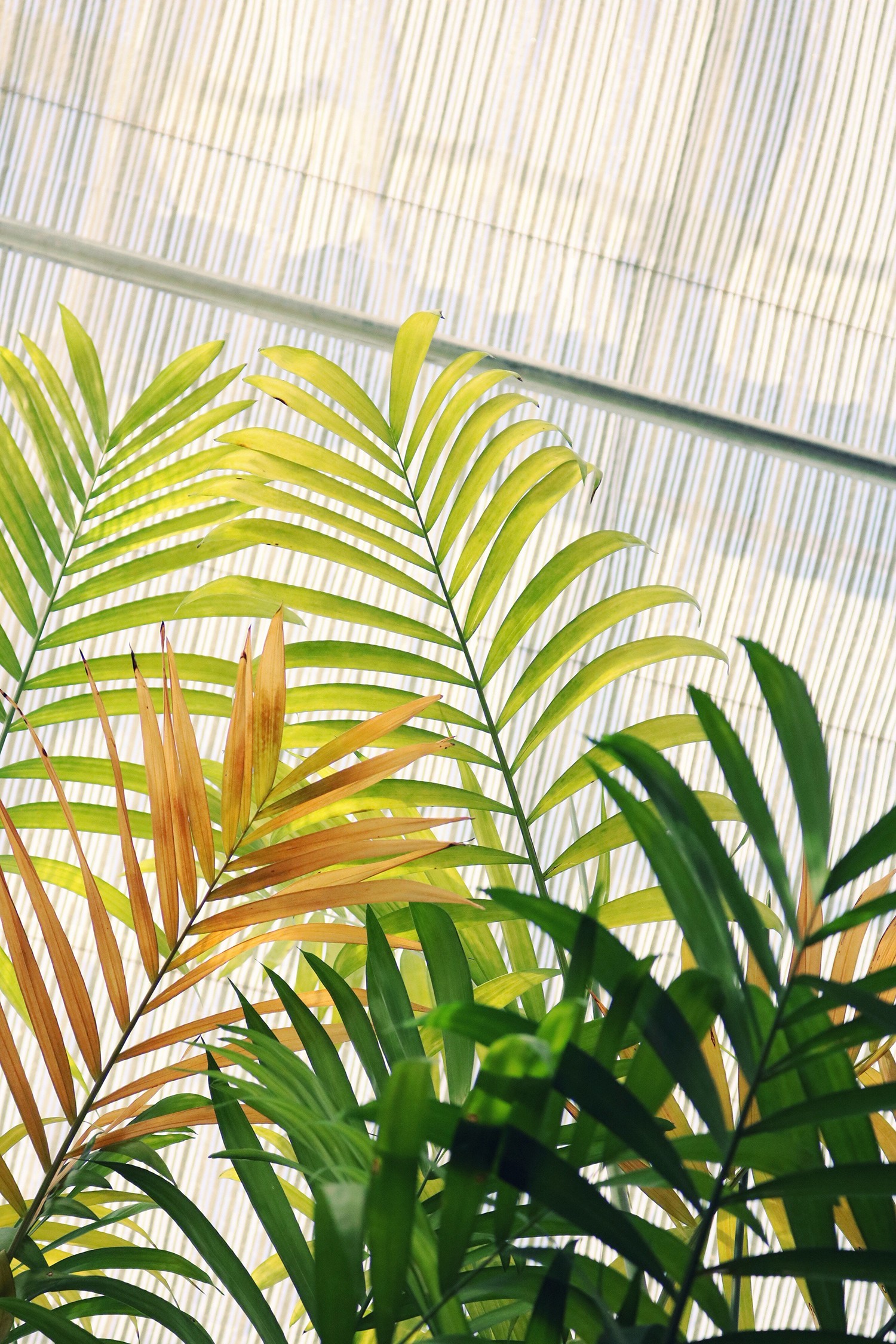 A areca-bambu, ou palmeira de jardim, também é eficiente na limpeza do ar (Foto: Pexels / Madison Inouye / CreativeCommons)