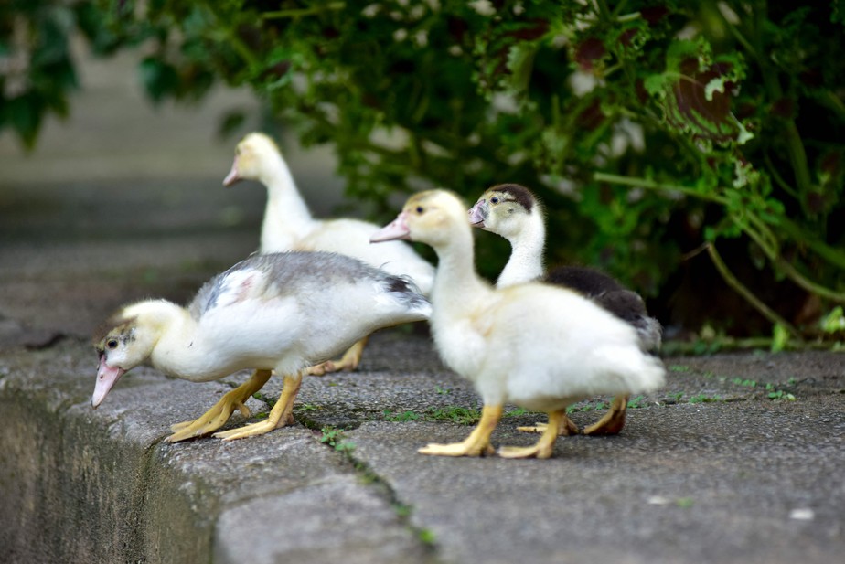 Patos são fotografados no Parque Municipal Roberto Anselmo Kautsky no bairro Jardim Camburi em Vitória, onde uma ave infectada com gripe aviária foi encontrada no parque