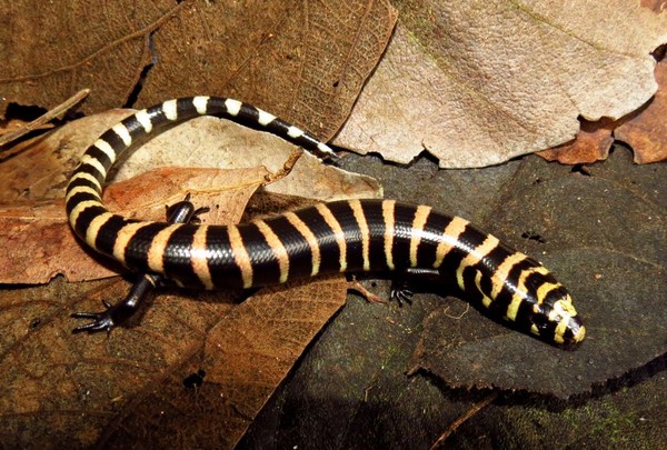 Calango Liso E Predador Voraz Que Divide Nome Popular Com Outras Especies Terra Da Gente G1