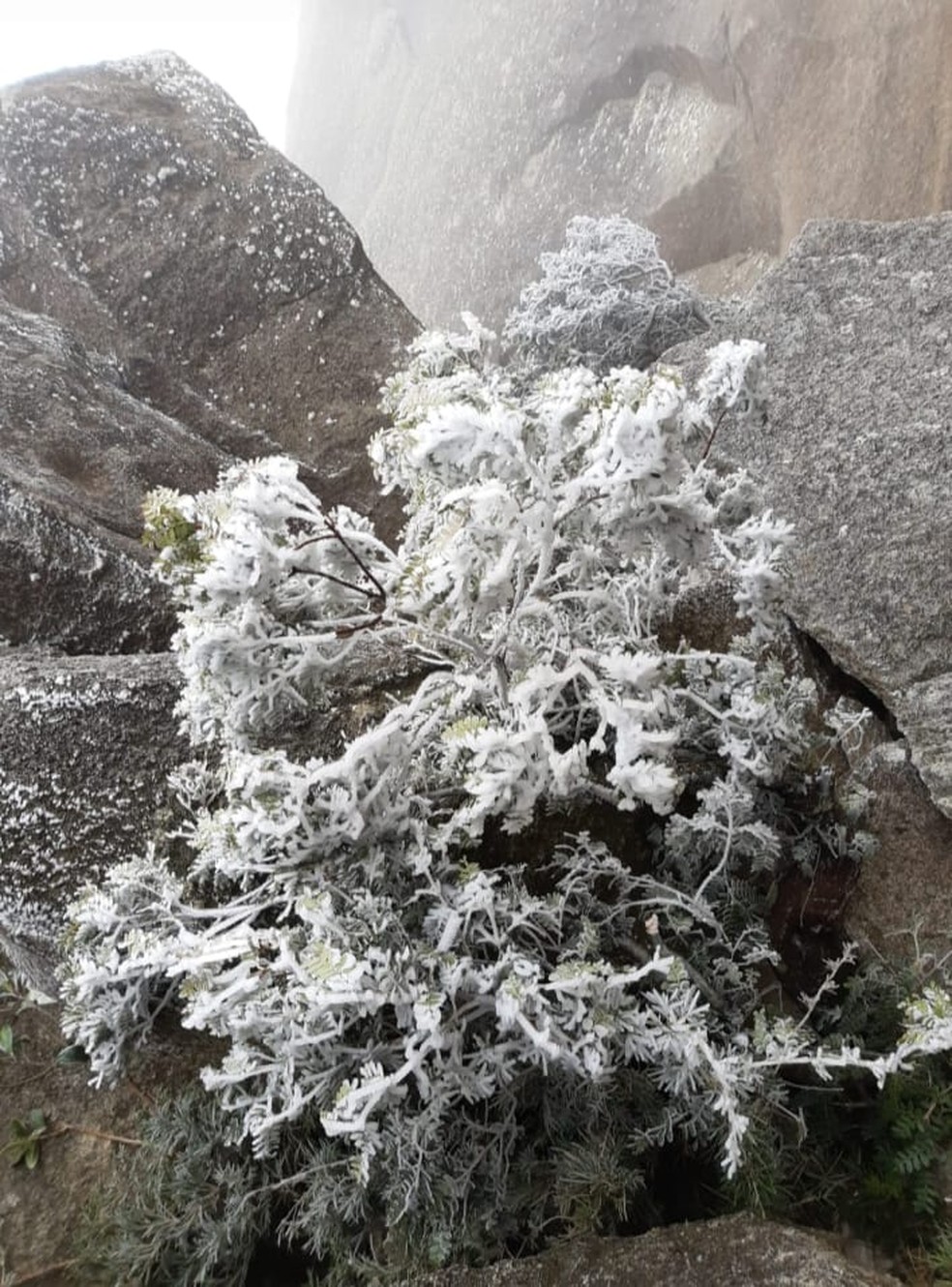 Vegetação congelada no Parque Nacional de Itatiaia com o frio desta semana na região — Foto: Demilson Ramos Rodrigues - Funcionário do PNI