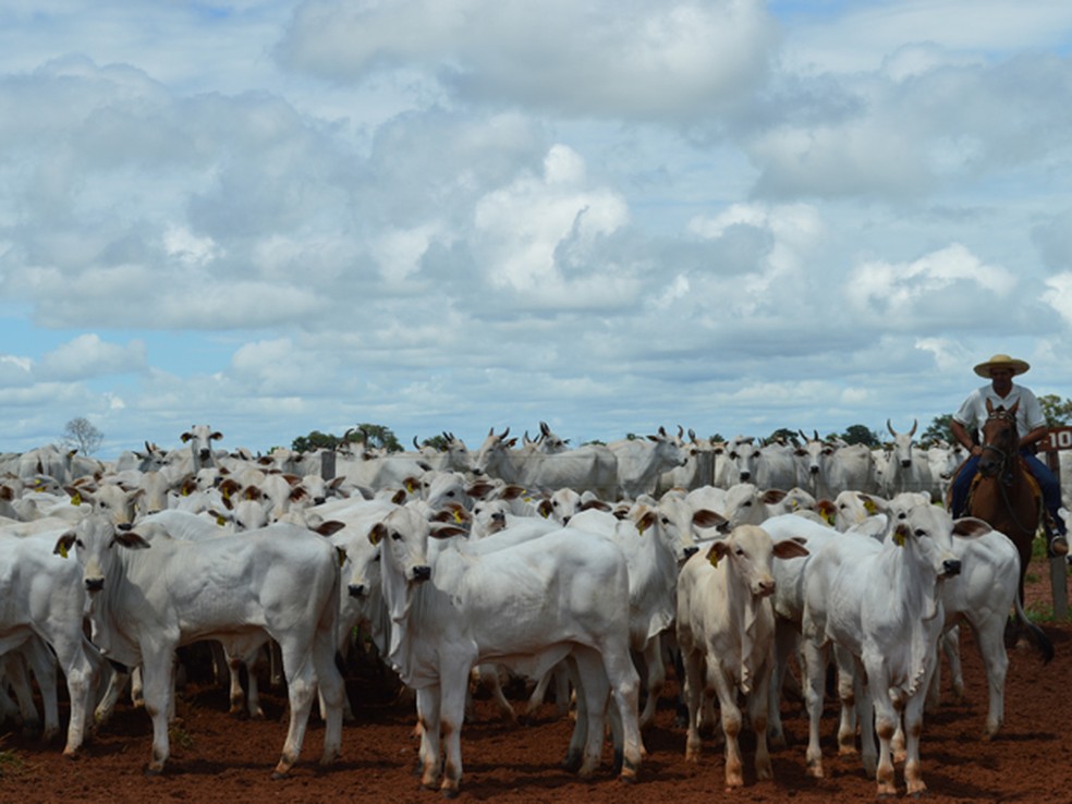 Apesar da redução da área de pastagens, MS continua tendo o terceiro maior rebanho bovino do país e o município com a maior quantidade de animais, Corumbá (Foto: Anderson Viegas/G1 MS)