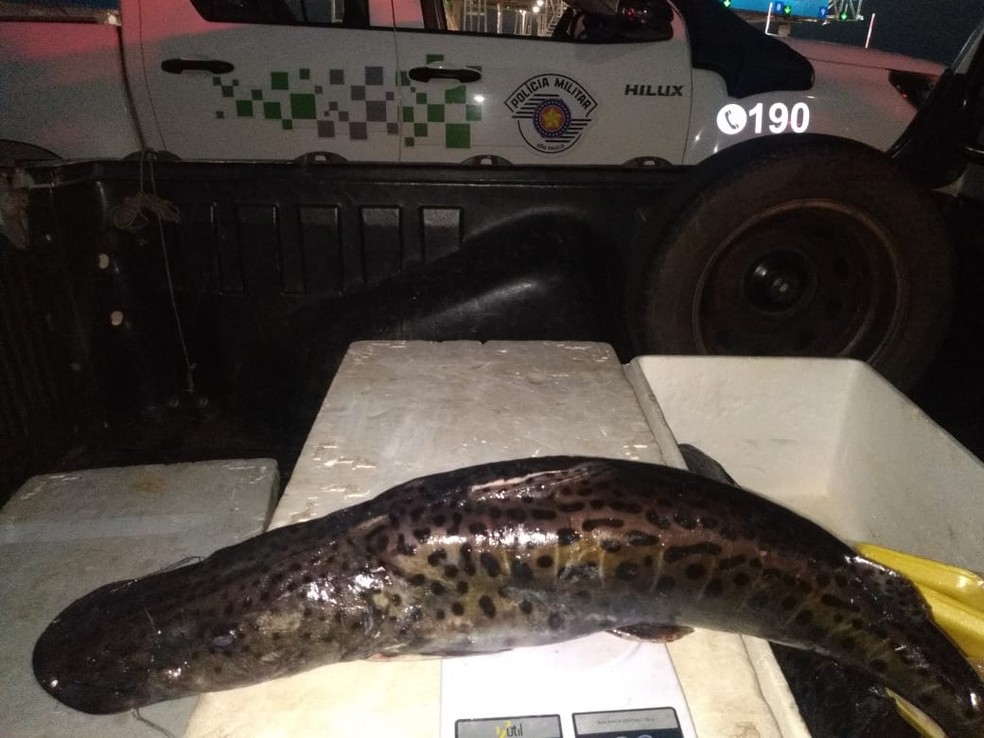 Mais de 14 kg de pescados foram apreendidos — Foto: Polícia Ambiental 