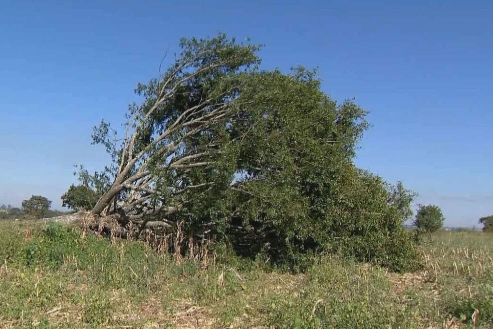Árvore pau-de-óleo cortada em propriedade particular próximo à cabeceira da pista do aeroporto de Patos de Minas — Foto: Reprodução/TV Integração