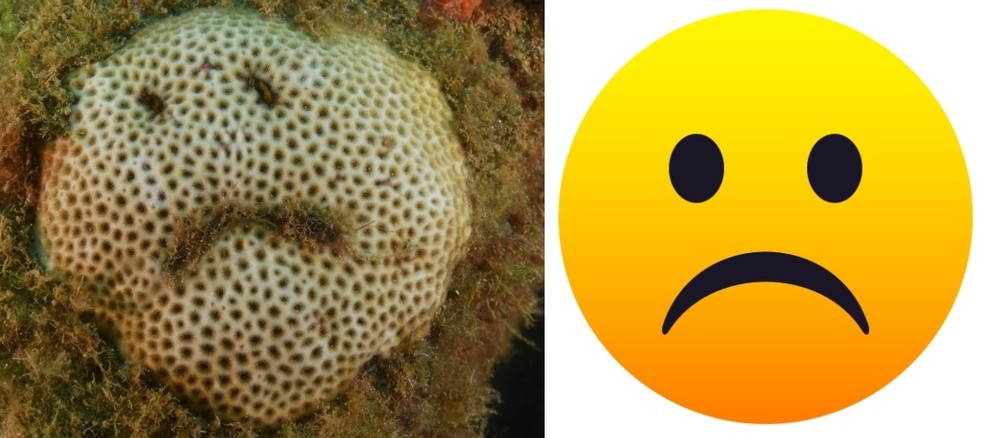 Coral é similar ao emoji — Foto: Roberta Viegas/Acervo pessoal 
