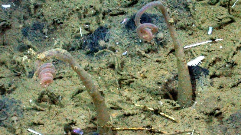 Vermes zumbis da espécie Osedax jabba (Foto: 2005 MBARI)