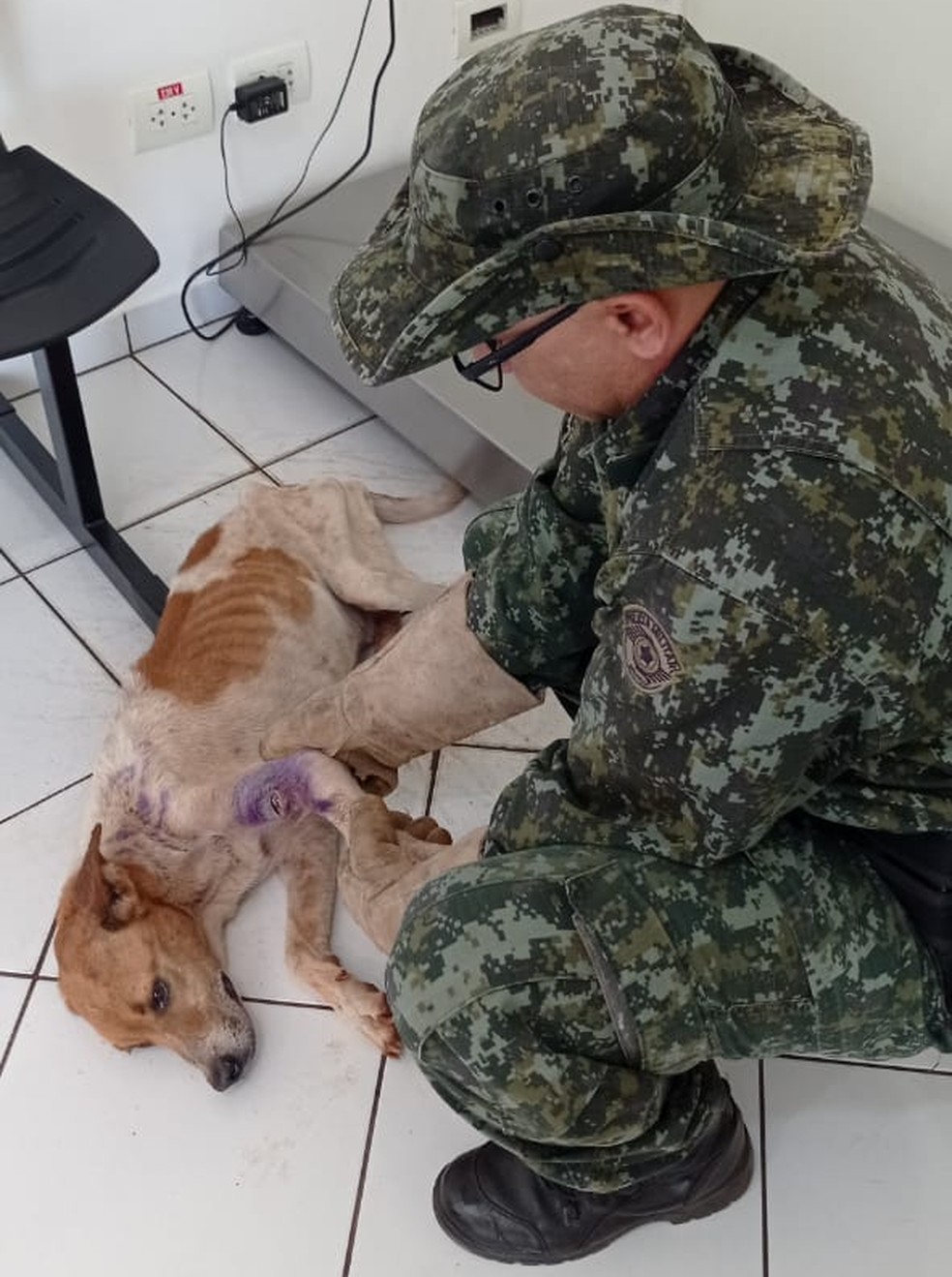 Cachorro foi vítima de maus-tratos em Euclides da Cunha Paulista (SP) — Foto: Polícia Militar Ambiental