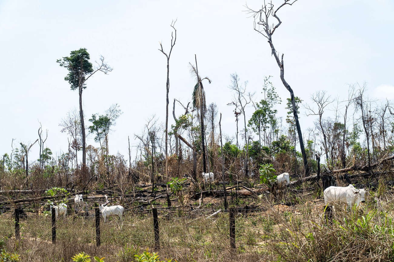 BBC - O modelo que projeta um ponto de inflexão da Amazônia nos próximos 20 a 30 anos ainda não inclui dados de degradação (Foto: Getty Images via BBC News)