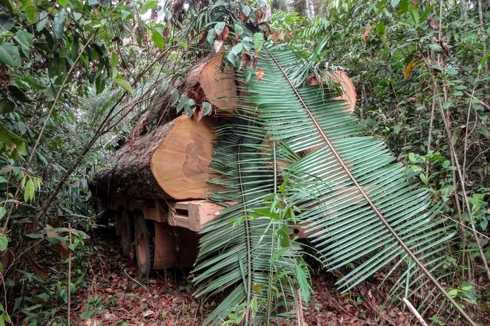 Criminosos tentaram esconder caminhÃµes com madeira ilegal â Foto: Ibama/Assessoria