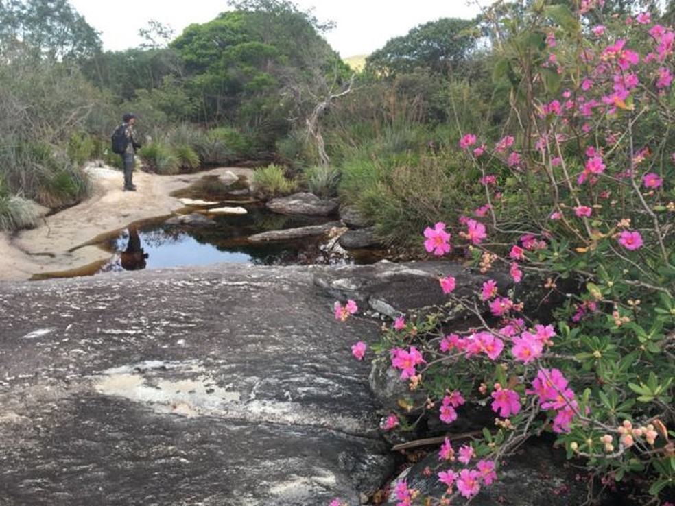 A reserva natural da rolinha-do-planalto em Botumirim (MG) — Foto: REPRODUÇÃO/PARQUE DAS AVES