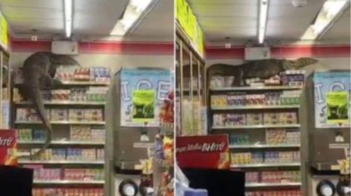 Dragão-de-komodo invade supermercado e escala prateleiras na Tailândia (Foto: reprodução/instagram)