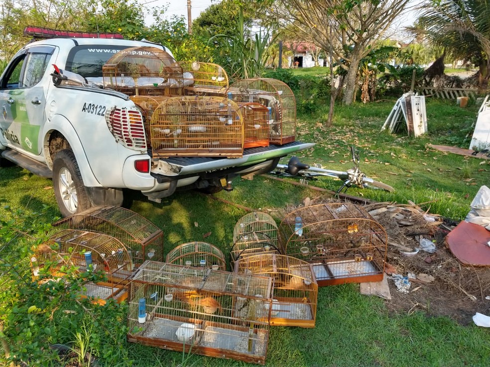 Aves silvestres foram encontradas dentro de gaiolas em uma residência em Itanhaém — Foto: Divulgação/Polícia Ambiental