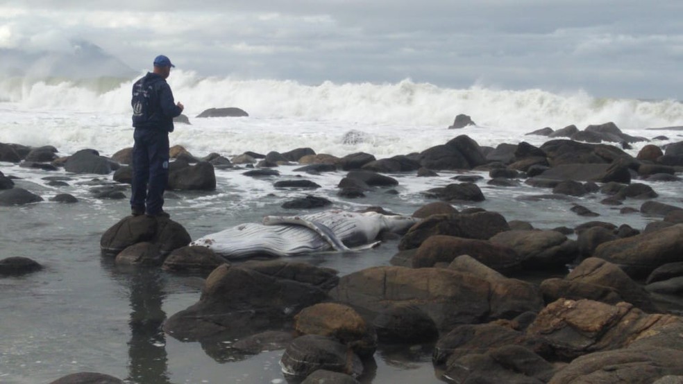Baleia estava entre as pedras da praia no Canto do Moreira, em Maresias — Foto: Instituto Argonauta