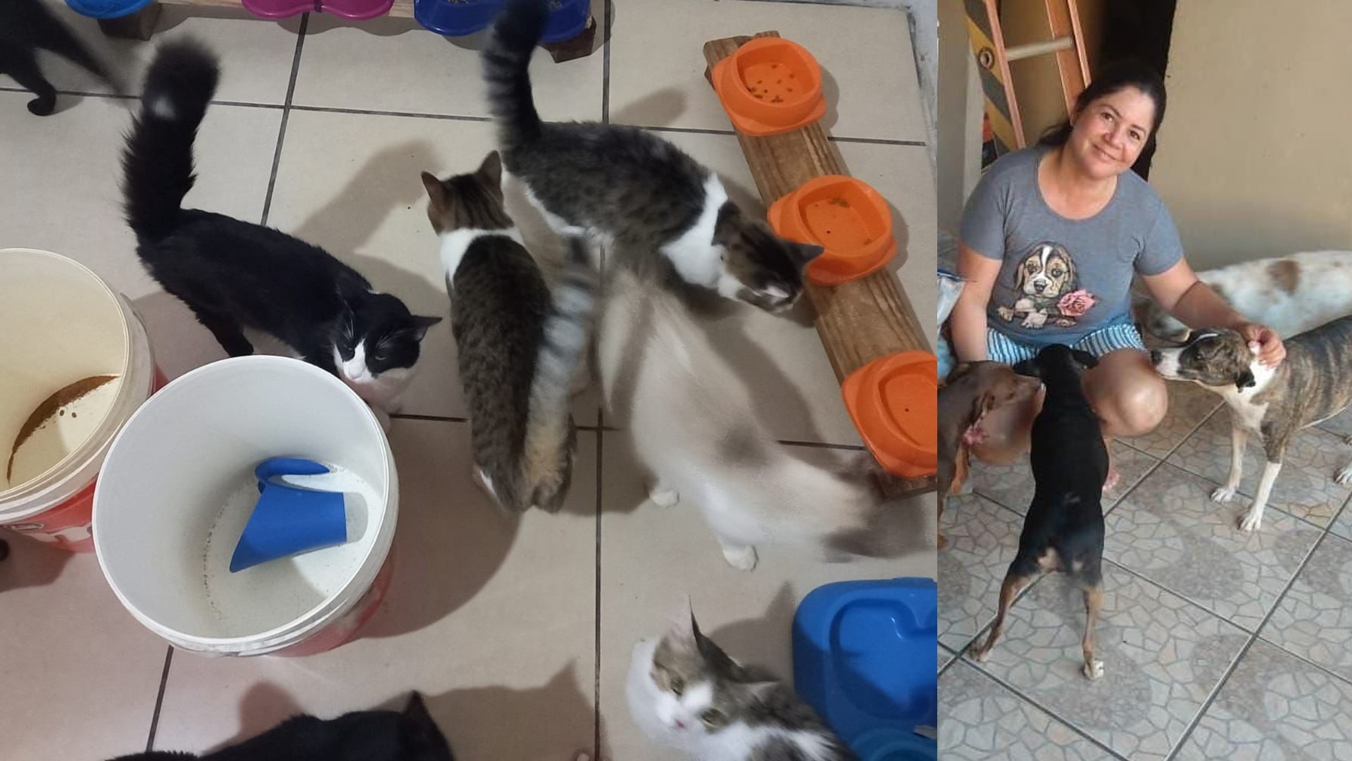 Sem ração, abrigo que tem mais de 80 pets implora por ajuda e doações, em Campo Grande